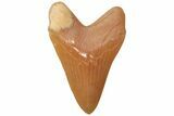 Realistic, Carved Orange Calcite Megalodon Tooth - Replica #202088-1